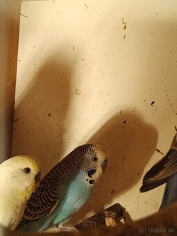 Predám polovystavné andulky - 12