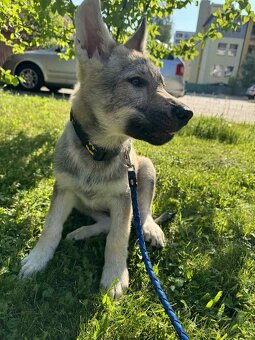 Československý Vlciak - 12