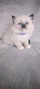 Predám Ragdoll - 12