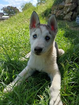Sibírsky husky - 12