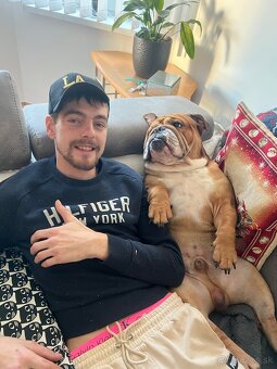 Anglicky Bulldog s PP na KRYTIE, buldog, Buldok , - 12