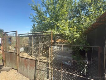 Na predaj – rodinný dom s veľkým pozemkom v Tešedíkove - 12