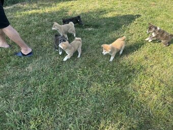 Šteniatka Akita Inu - 12