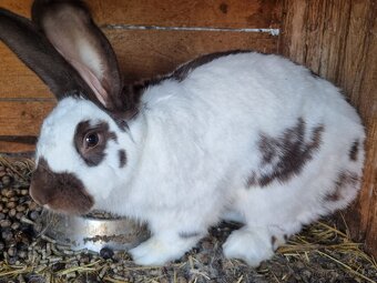 NOS .FRANCUZKY BARAN - 12