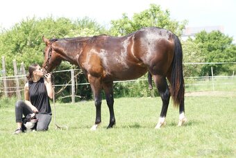 QUARTER HORSE - 12