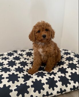 Pudel pudlik poodle - 12