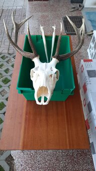 Úprava trofejí - 12