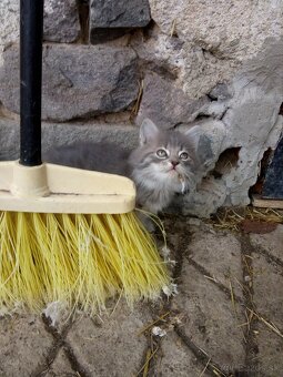 Chlpaté mačiatka - 12