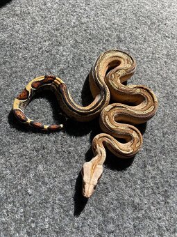 Veľhad kráľovský/Boa constrictor - 12