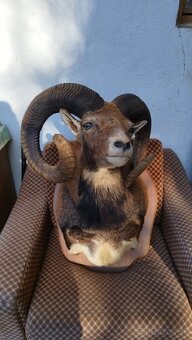 Predám preparát zlatého muflona. Parožie zhody trofeje. - 12