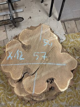 Vysušené agátové koláče / priečne rezy, agát - 12