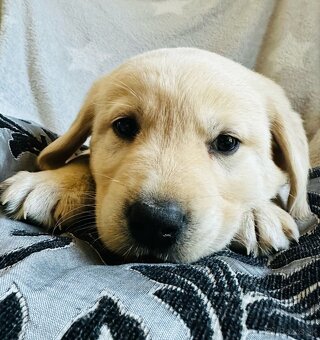 štěňata labrador a – připravena k odběru - 12