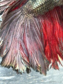 Bojovnica pestrá - betta splendens - 12
