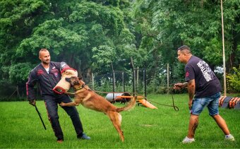 Belgický ovčiak - Malinois - 12