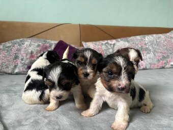 Biewer yorkshire terier - 12