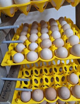 Nasadové vajcia čistokrvnych plemien hydiny - 12