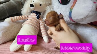 Pudel Pudlik toy trpasličí - 12