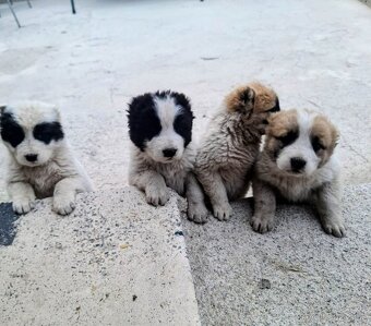 Stredoázijský ovčiak- šteniatká - 12