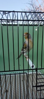 Predám Kanáriky,Kanáre - 12