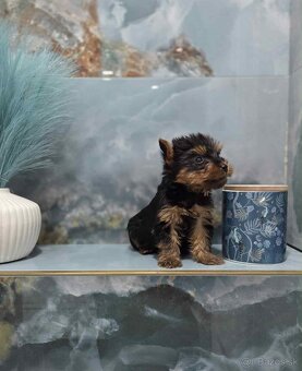 Yorkshirsky terier - 12