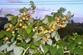 Maliny - žlté, oranžové, červené, fialové, čierne - 12
