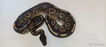 P. Regius.Pyton kralovsky - 12