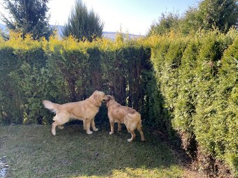 Čistokrvné šteniatko zlatý retriever, psík - 12