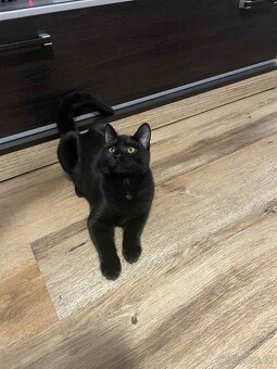 Darujem kocúrika - 12