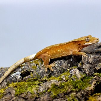 Pagekón riasnatý z chovu GeckoSVK - 12