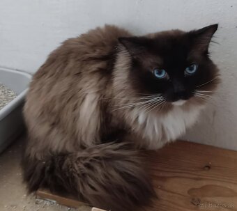 Mačiatka Ragdoll - 12