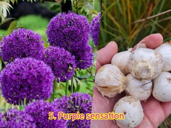 Okrasný cesnak 13 druhov od 0.15€ - 12
