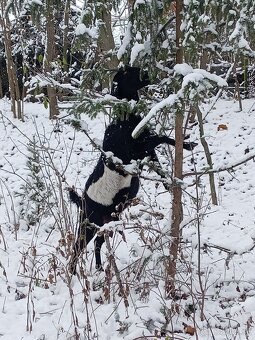 Anglonubijska koza a cap - 12