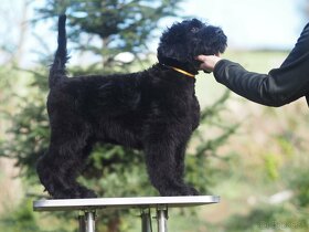 Čierny ruský teriér, šteňa, pes - 12