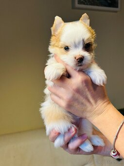 Golddust s PP, Yorkshire s PP, York - 12