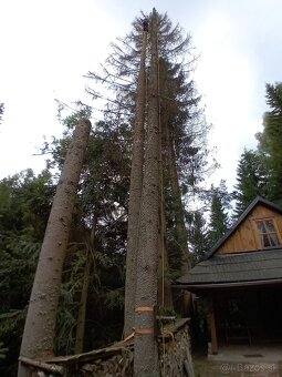 Výrub rizikových stromov,rez ovocných stromov - 12