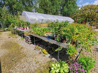 Záhradné centrum na  prenájom, 1800m2, Snina - 12