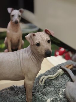 Americký bezsrstý teriér - 12