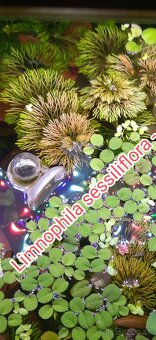 Akvarijne rastlinky z prestrihu - 12