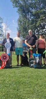 Predam steniatko Rottweilera, rotvajlera, rottvajlera,rotti, - 12