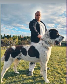 Stredoázijského ovčiaka - 12