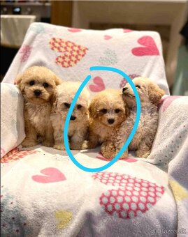 Apricot Maltipoo - 12