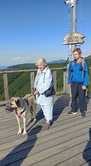 Kangal   štěňata - 12