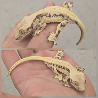 Pagekon riasnaty - C. ciliatus z vlastneho odchovu od 30€ - 12