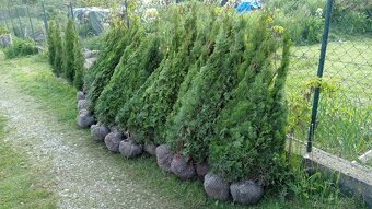 Tuja Smaragd, vavrínovec, červienka - Námestovo - 12
