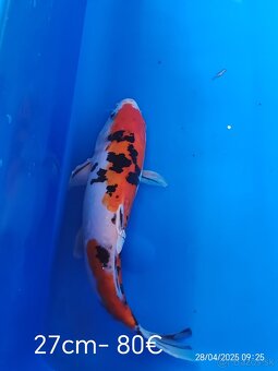 Koi kapor - 12