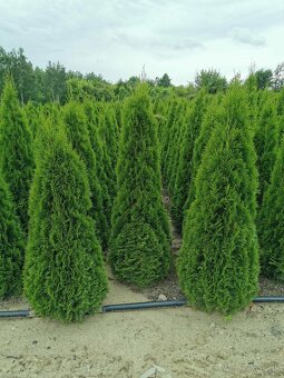 TUJE SMARAGD Premium-Liptovský Mikuláš - 12