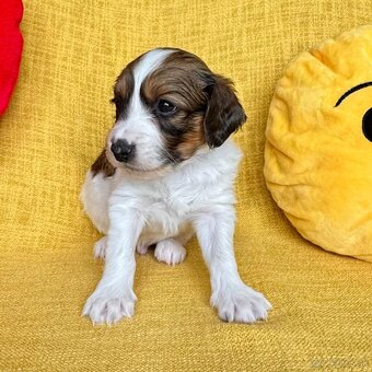 Šteniatka Kooikerhondje – Holandský vábič kačiek - 12