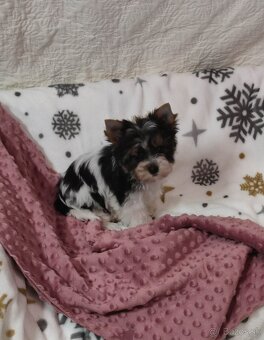 Yorkshire terrier s PP - 12