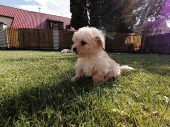 Predám šteniatka maltipoo - 12