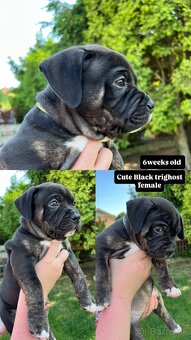 American bully xl s PP - 12
